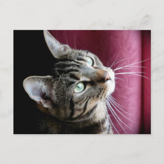 Tabby cat  Note card