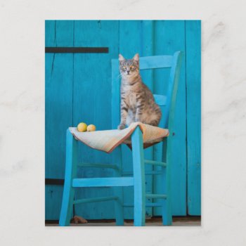 Tabby Cat On A Blue Chair Postcard by Kathom_Photo at Zazzle