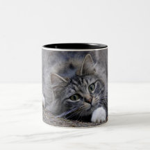 Tabby Cat on Alert Ready to Pounce