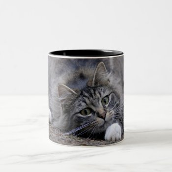 Tabby Cat On Alert Ready To Pounce Two-tone Coffee Mug by oinkpix at Zazzle