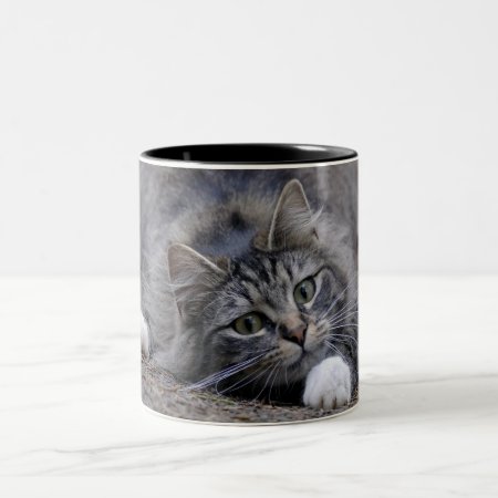 Tabby Cat On Alert Ready To Pounce Two-tone Coffee Mug