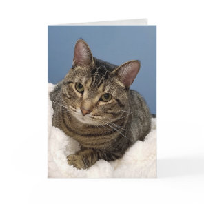 tabby cat on white birthday card