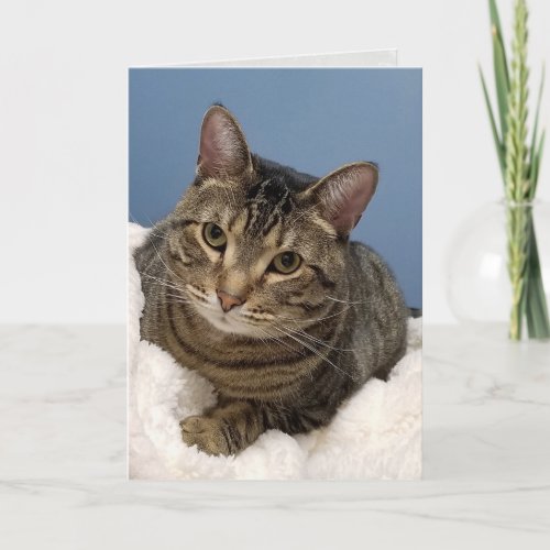 tabby cat on white birthday card