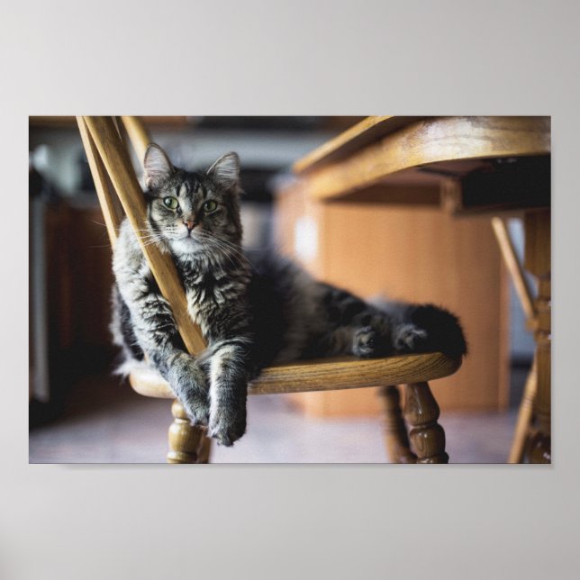 Tabby Cat on Wooden Dining Chair Photo Print (Front)
