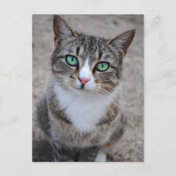 Tabby Cat Post Card by AllyJCat at Zazzle