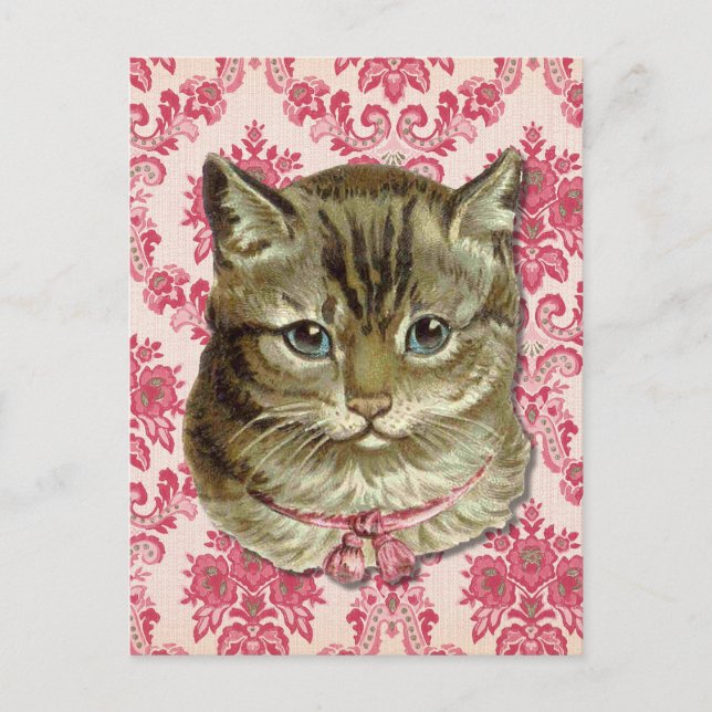 Tabby cat postcard (Front)