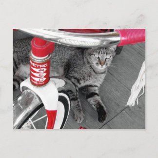 Tabby Cat Postcard