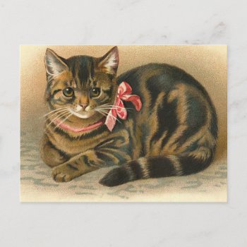 "tabby Cat" Postcard by PrimeVintage at Zazzle
