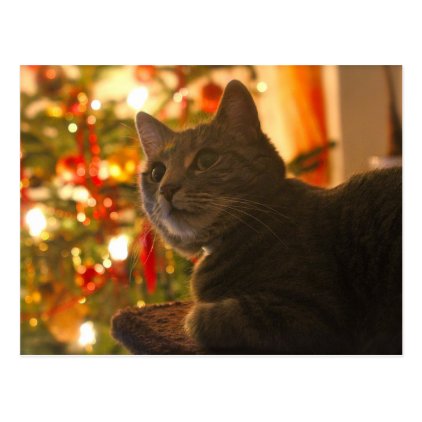 Tabby Cat Purr-fect Holiday Season Postcard