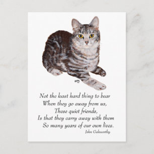 Tabby Cat Rainbow Bridge Postcard