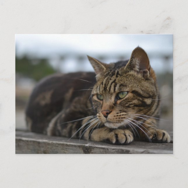 Tabby cat ready for action in Devon Postcard (Front)