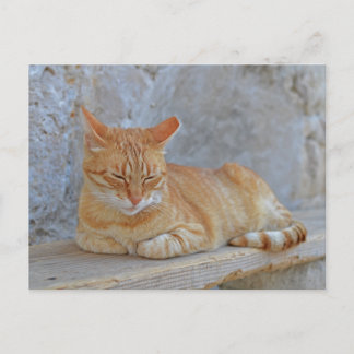 Tabby cat resting in Dubrovnik Postcard