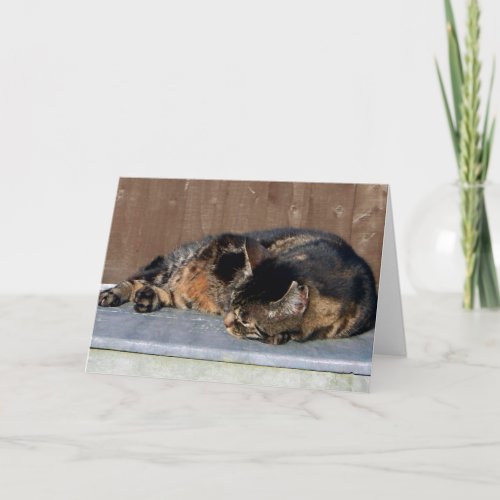 Tabby cat resting on the lid of a compost bin card