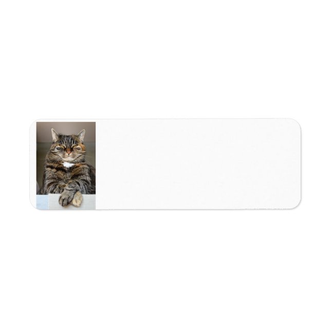 TABBY CAT RETURN ADDRESS LABELS (Front)