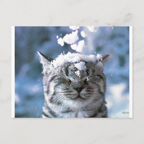 Tabby Cat  Snow Splash Postcard