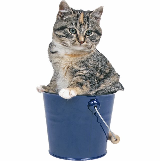 Tabby Cat Statuette (Front)