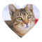 Tabby Cat Stickers
