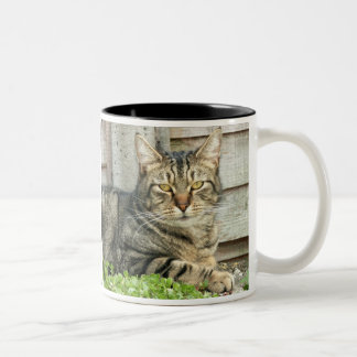 Tabby Cat Two-Tone Coffee Mug