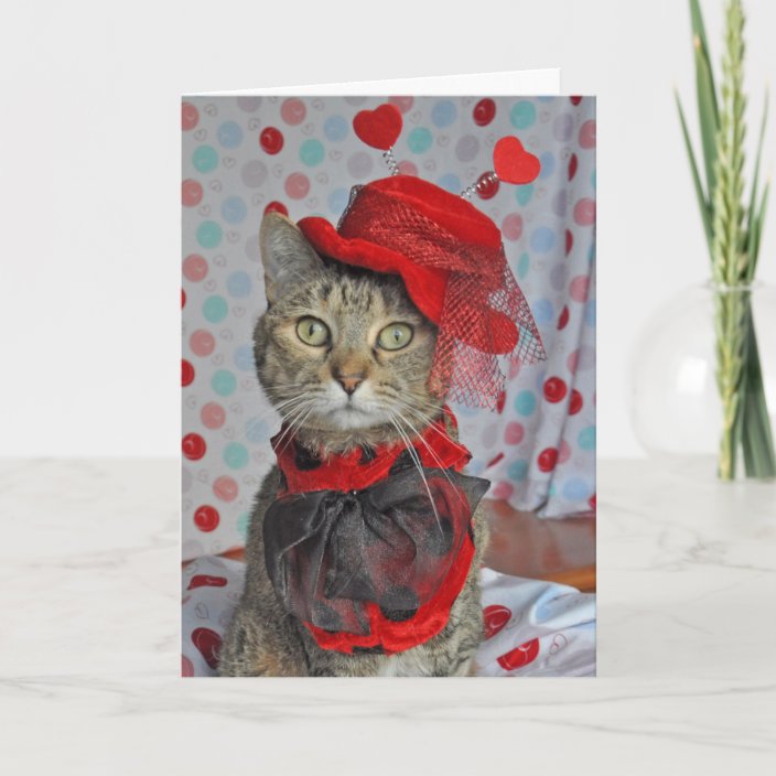 Tabby Cat Valentines Day Card 