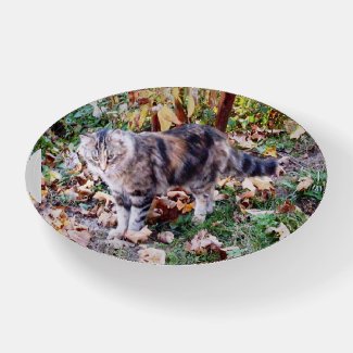 Tabby Cat Walking in Leaves Photo 