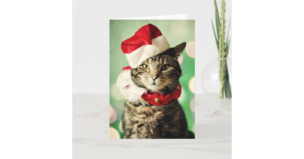 Tabby cat wearing a Christmas hat and collar Holiday Card
