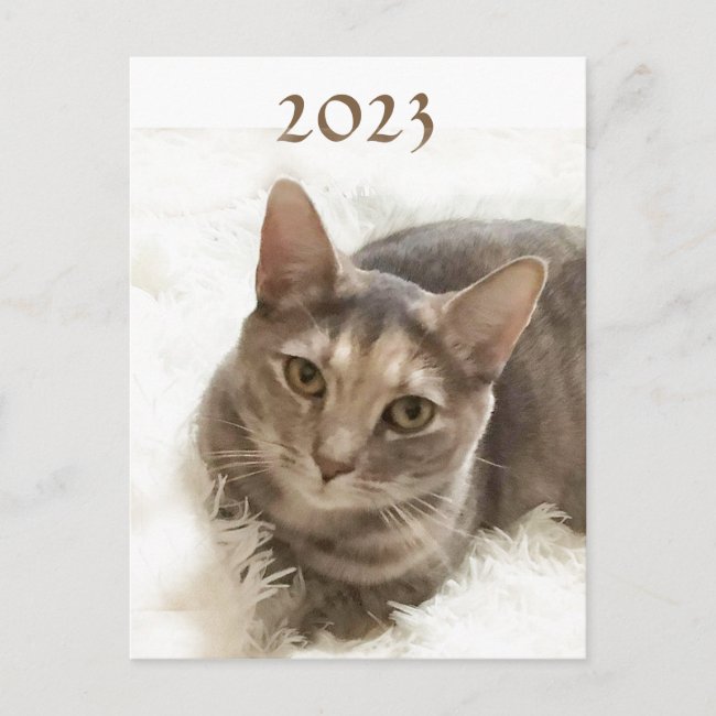 Tabby Cat with 2023 Calendar on Back Postcard