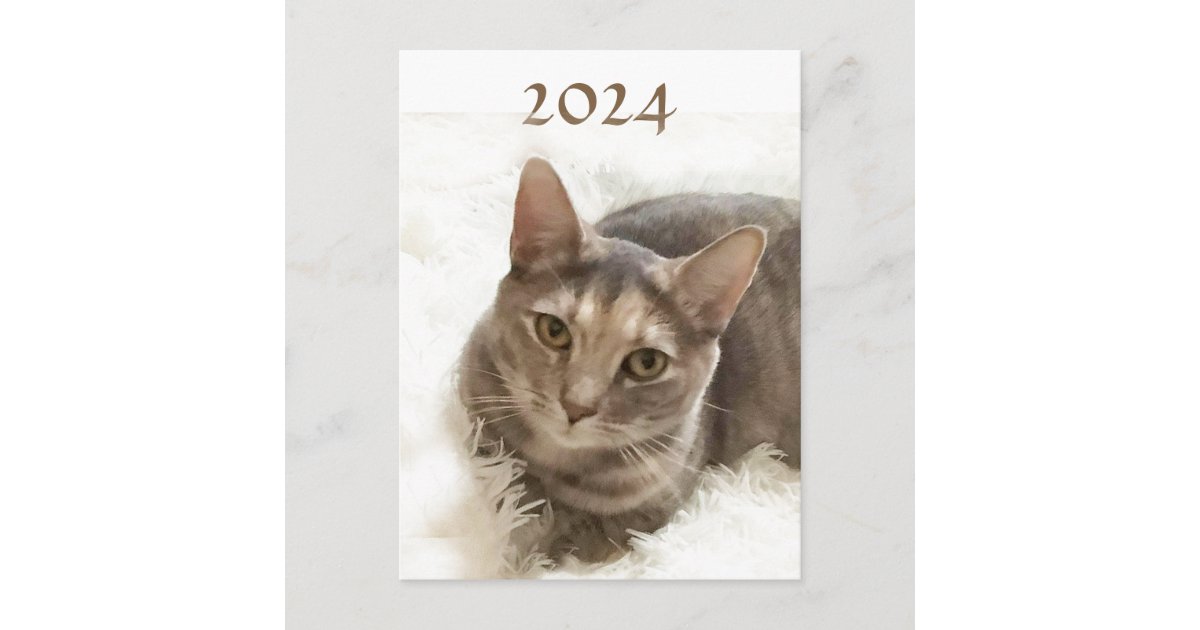 Tabby Cat with 2024 Calendar on Back Postcard Zazzle