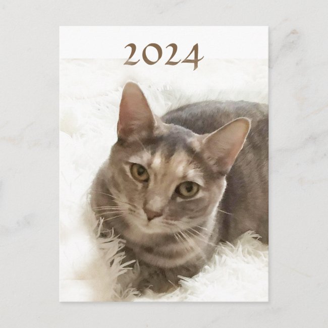 Tabby Cat with 2024 Calendar on Back Postcard