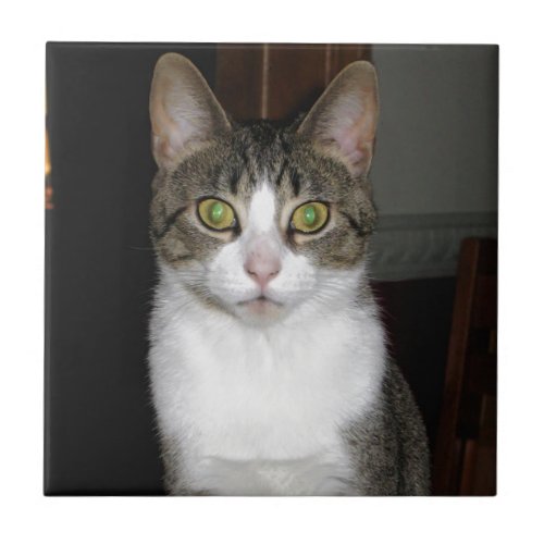 Tabby cat with big green eyes tile
