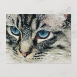 Tabby Cat with Blue Eyes Close-Up Postcard