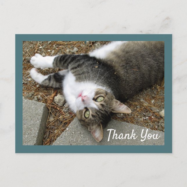Tabby Cat with Dreamy Eyes Thank You Postcard (Front)