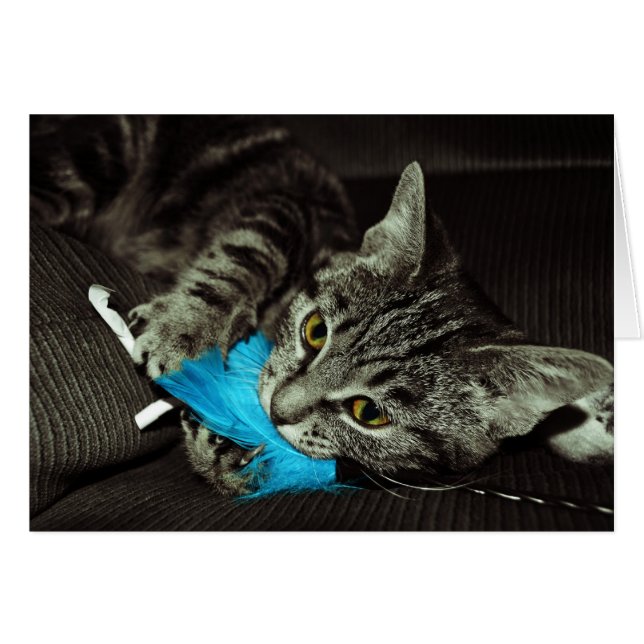 Tabby Cat with Feather by Shirley Taylor Cards (Front Horizontal)