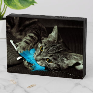 Tabby Cat with Feather by Shirley Taylor Wooden Box Sign