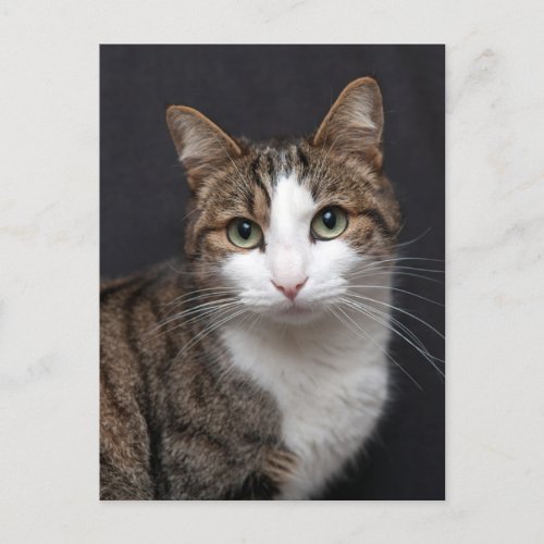 Tabby Cat with Green Eyes against Black Background Postcard