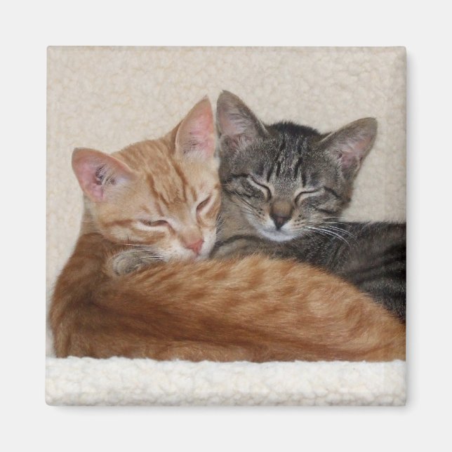 Tabby Cats Magnet (Front)
