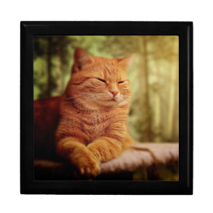 Tabby Gift Box