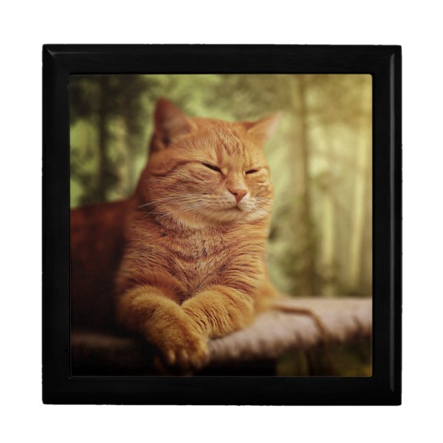 Tabby Gift Box (Front)