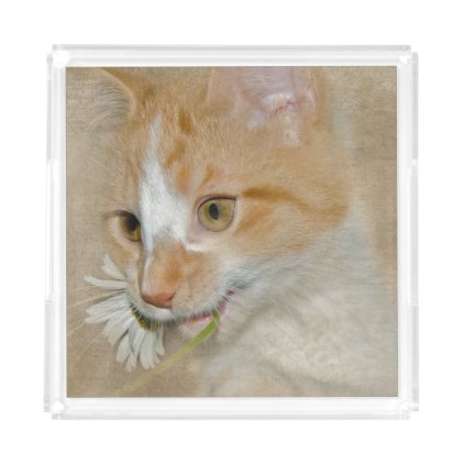 tabby gold cat with daisy acrylic tray