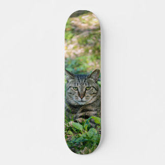 Tabby Gray Cat Skateboard in a Meadow