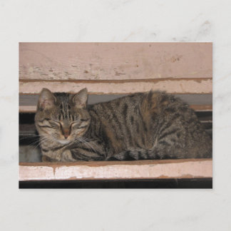 Tabby is dozing postcard