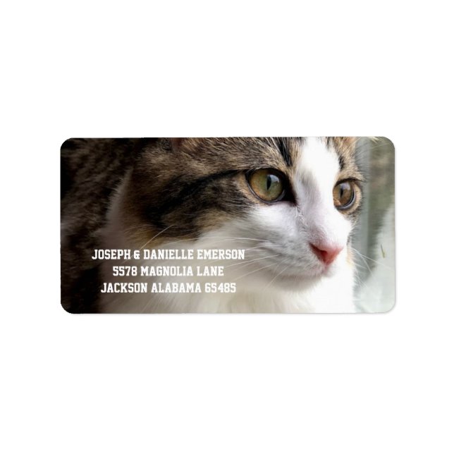 Tabby Kitten Address Labels (Front)