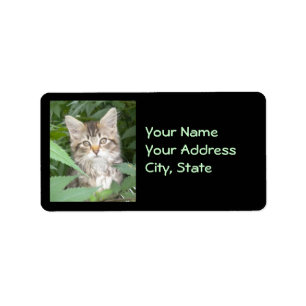 Tabby Kitten Address Labels