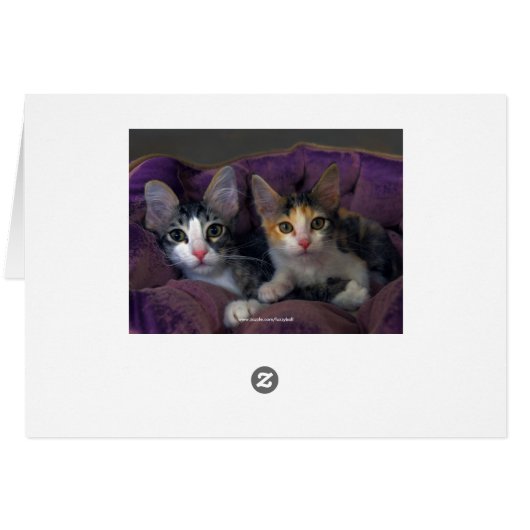 Tabby Kitten in a Purple Bed (Back Horizontal)