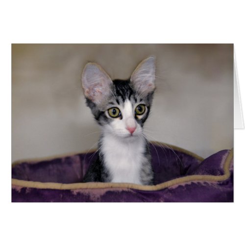 Tabby Kitten in a Purple Bed