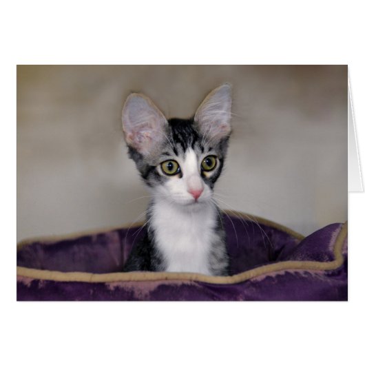 Tabby Kitten in a Purple Bed (Front Horizontal)