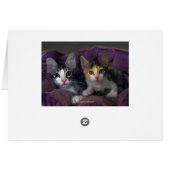 Tabby Kitten in a Purple Bed Cards (Back Horizontal)