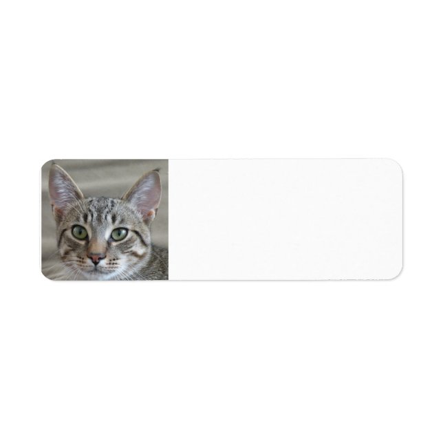 Tabby kitten label (Front)