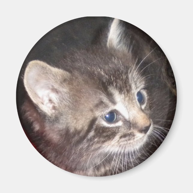 Tabby Kitten magnet (Front)