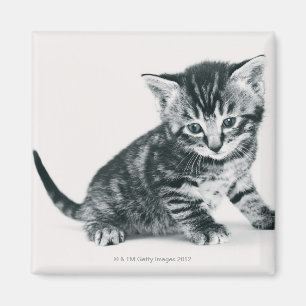 Tabby Kitten Magnet