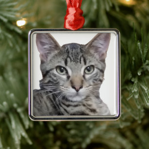 Tabby Kitten Metal Ornament